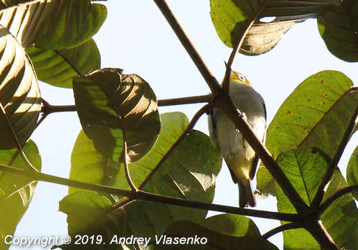 Zosterops maderaspatanus maderaspatanus (Linnaeus 1766)的圖片