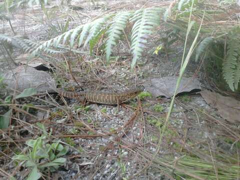 Image of Alligator lizards