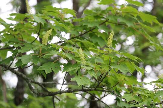 Image of Tail-leaf Maple