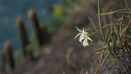 Imagem de Brassavola tuberculata Hook.