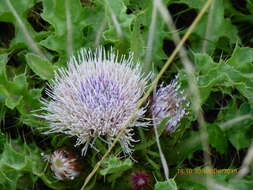 Imagem de Cirsium esculentum (Siev.) C. A. Mey.