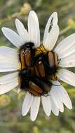 صورة Eulasia (Eulasia) bombyliformis (Pallas 1781)