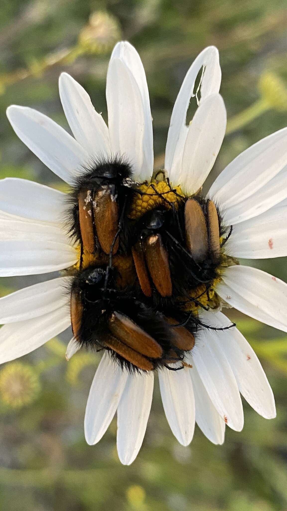 صورة Eulasia (Eulasia) bombyliformis (Pallas 1781)