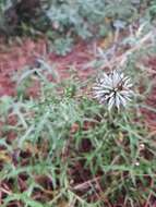 Image of Echinops microcephalus Sibth. & Sm.