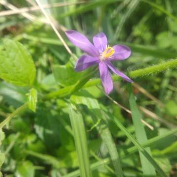 Image of southwestern pleatleaf