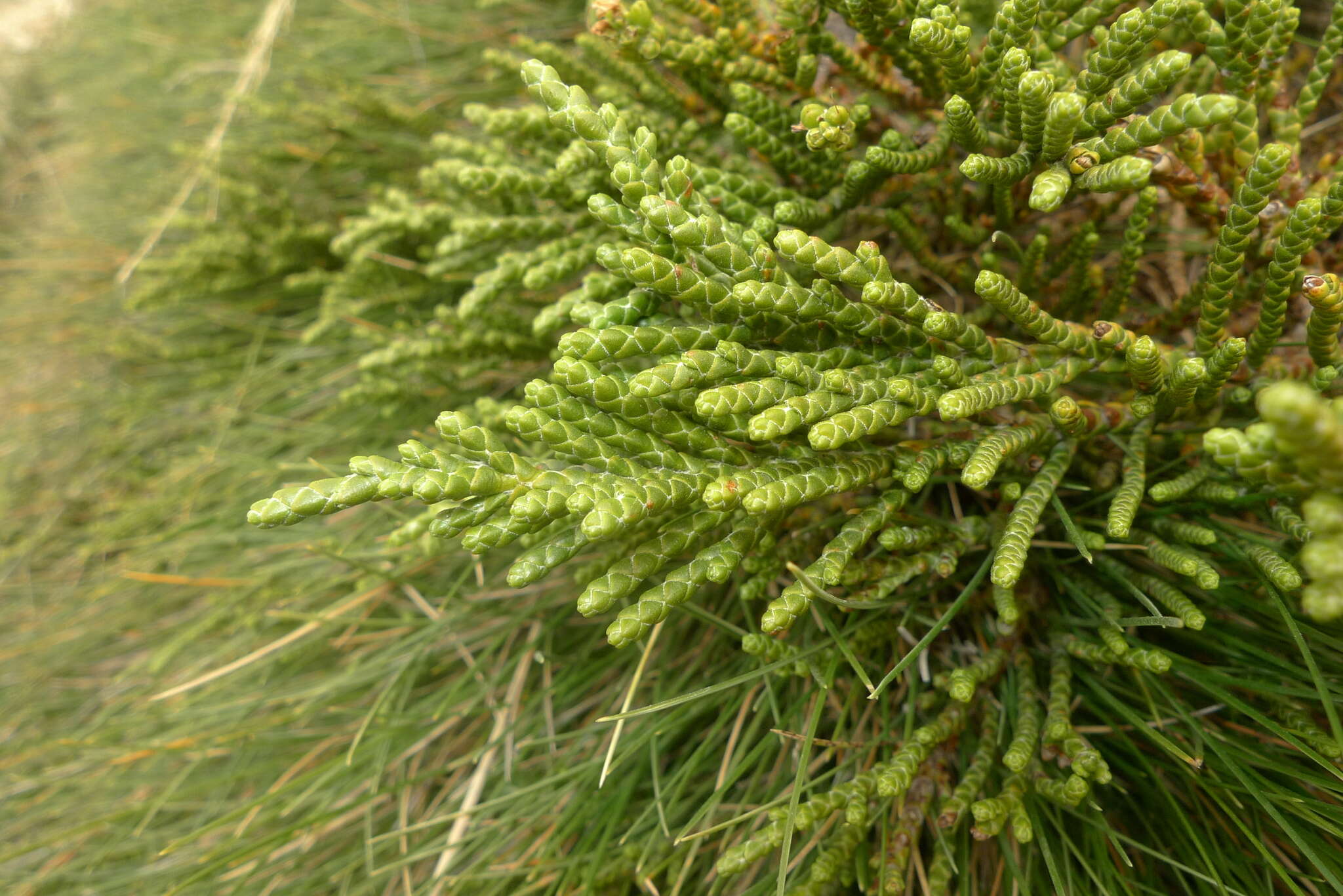 Image of Veronica hectorii subsp. coarctata (Cheesem.) Garn.-Jones