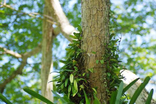 Imagem de Bulbophyllum vaginatum (Lindl.) Rchb. fil.