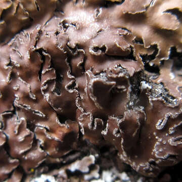 Image of frosted lichen