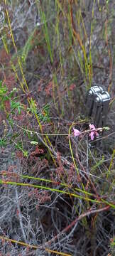 Imagem de <i>Indigofera <i>angustifolia</i></i> var. angustifolia