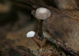 Marasmiellus praeacutus (Ellis) Halling 1987 resmi