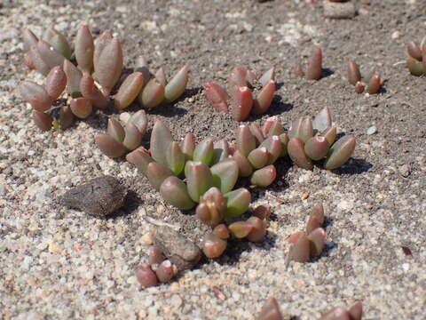 Image of Delosperma subpetiolatum L. Bol.