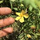 Image of Hypericum lorentzianum Gilg ex R. Keller