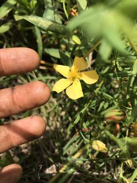 Image of Hypericum lorentzianum Gilg ex R. Keller