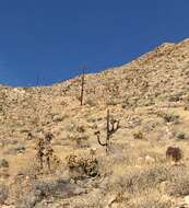 Image de Cylindropuntia fosbergii (C. B. Wolf) Rebman, M. A. Baker & Pinkava