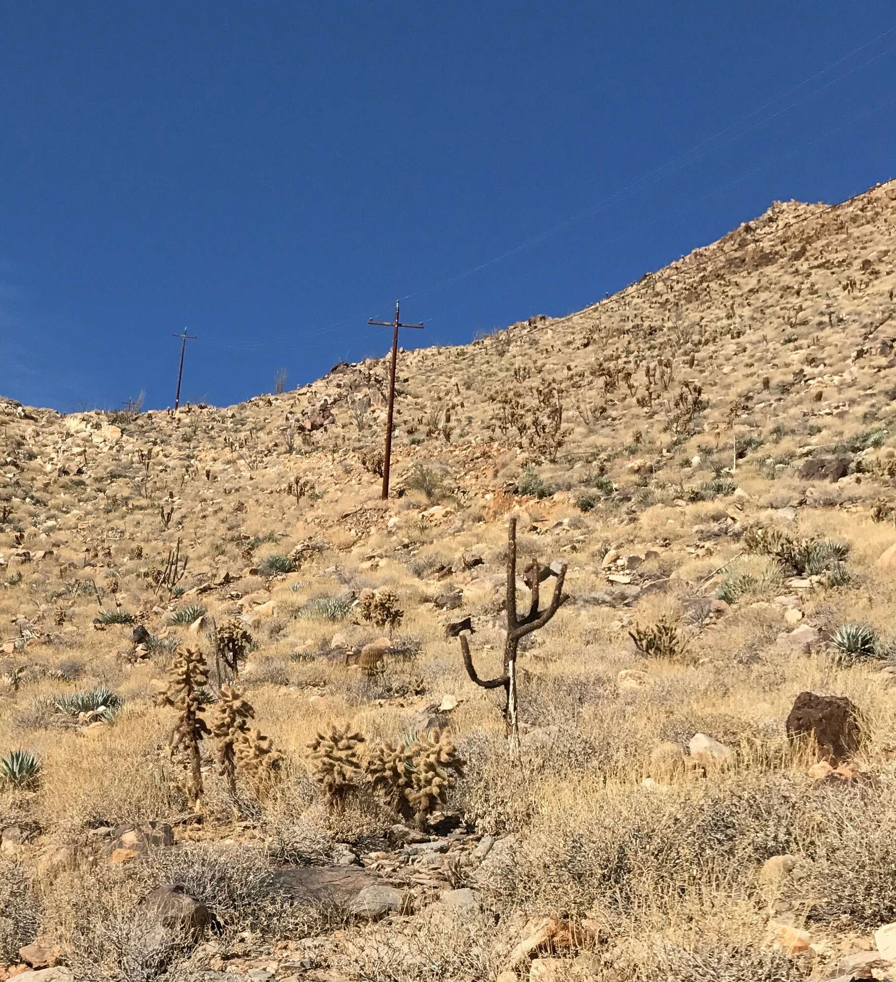 Image de Cylindropuntia fosbergii (C. B. Wolf) Rebman, M. A. Baker & Pinkava