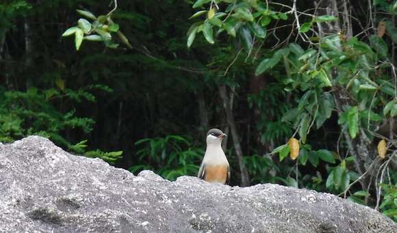 Image of Madagascan Pratincole