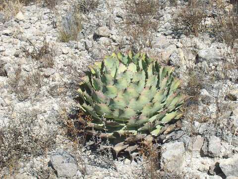 Image of Agave potatorum Zucc.