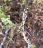 Image of Clubbed Talontail