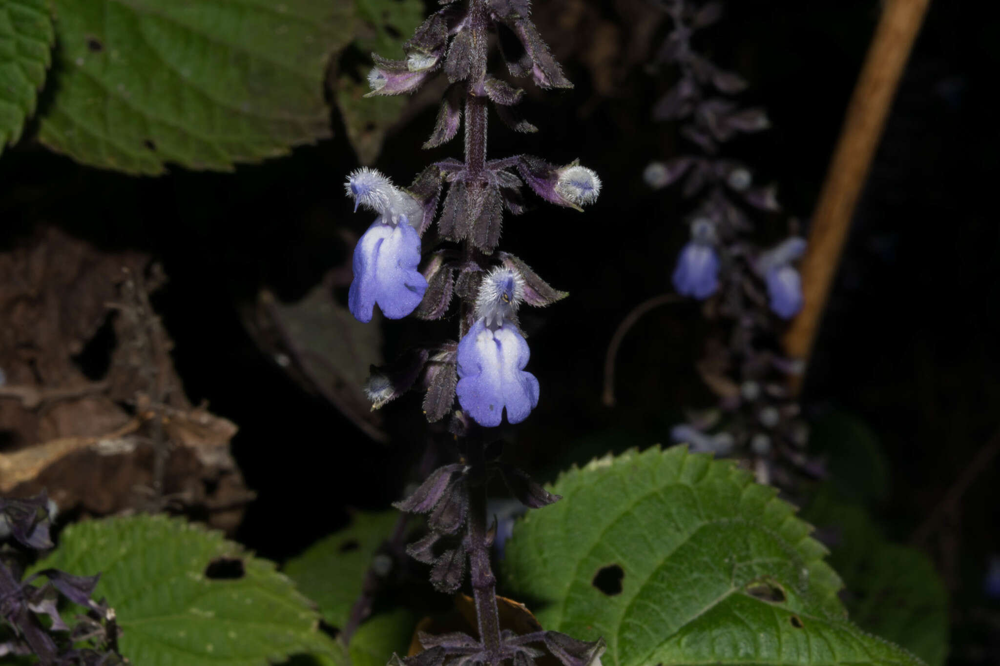 Image of Salvia roscida Fernald