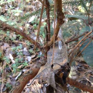 Image of Arbutus bicolor S. González, M. González & P. D. Sørensen