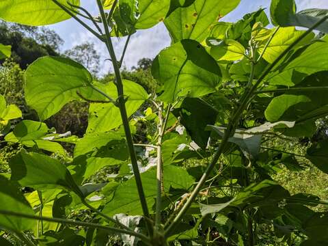 Image de Acalypha angatensis Blanco