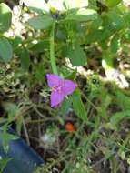 Image de Callisia micrantha (Torr.) D. R. Hunt