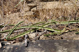 Plancia ëd Pseudoacanthocereus brasiliensis (Britton & Rose) F. Ritter