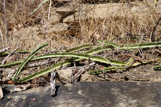 Image de Pseudoacanthocereus brasiliensis (Britton & Rose) F. Ritter