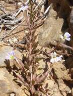 Image of Lobelia thermalis Thunb.