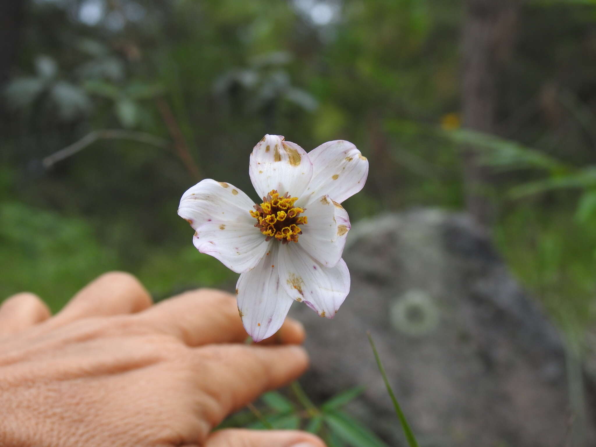 Image of Cosmos palmeri Robinson