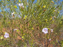 Image of Purple Fuschia Bush