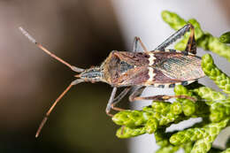 Image of western leaf-footed bug