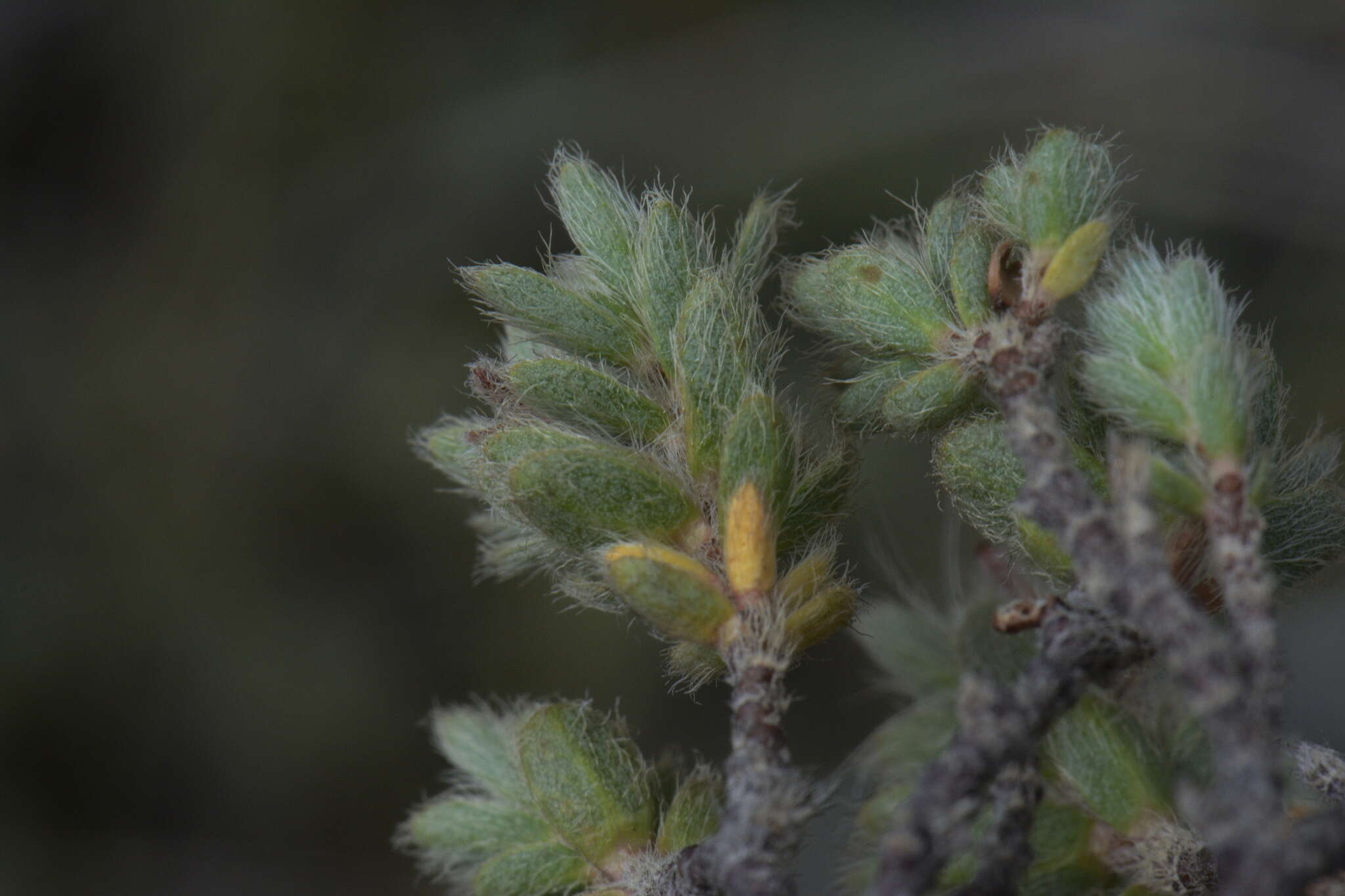 Image of Pimelea mesoa subsp. mesoa