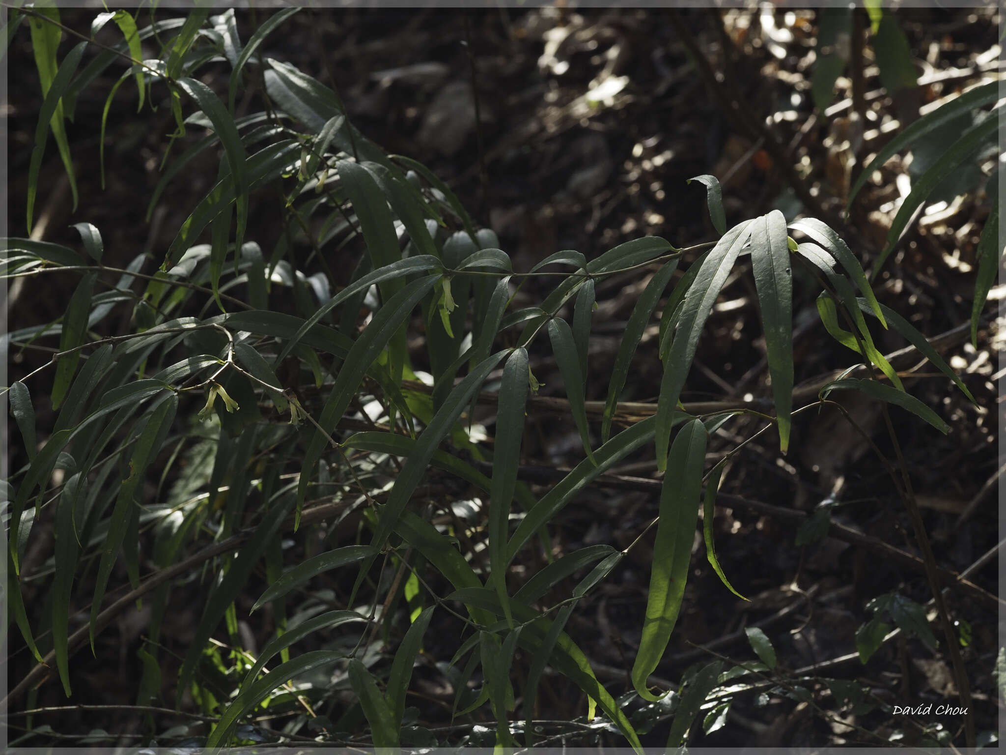 Image of Damnacanthus angustifolius Hayata