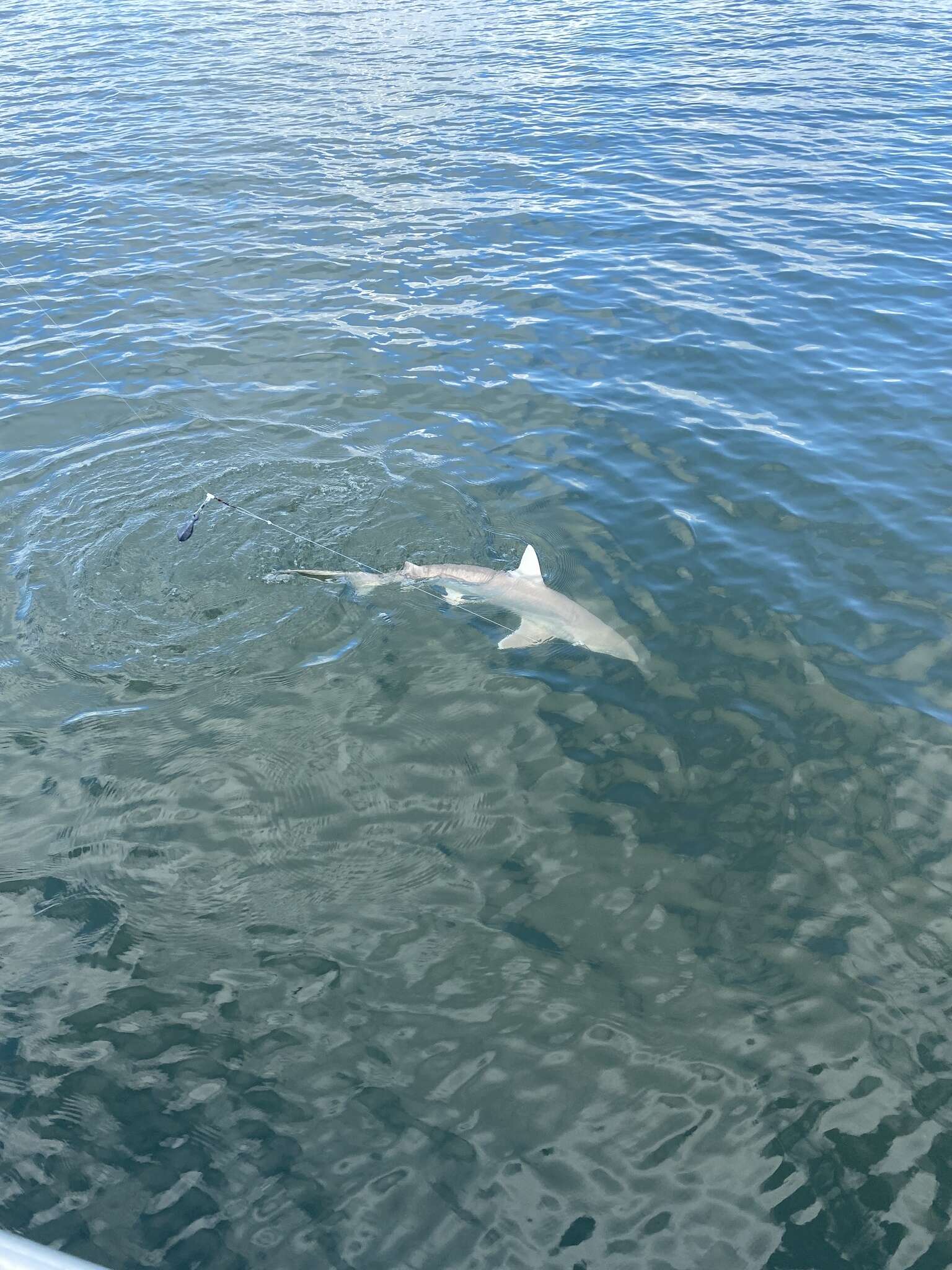 Image de Requin nez noir