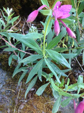 Image of dwarf fireweed