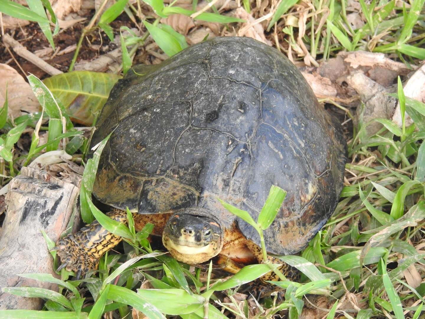 Image of Colombian Wood Turtle