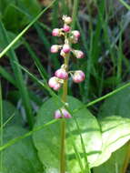 Image of liverleaf wintergreen