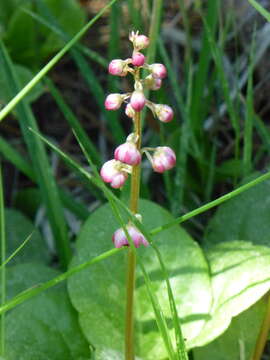 Image de Pyrola asarifolia subsp. asarifolia