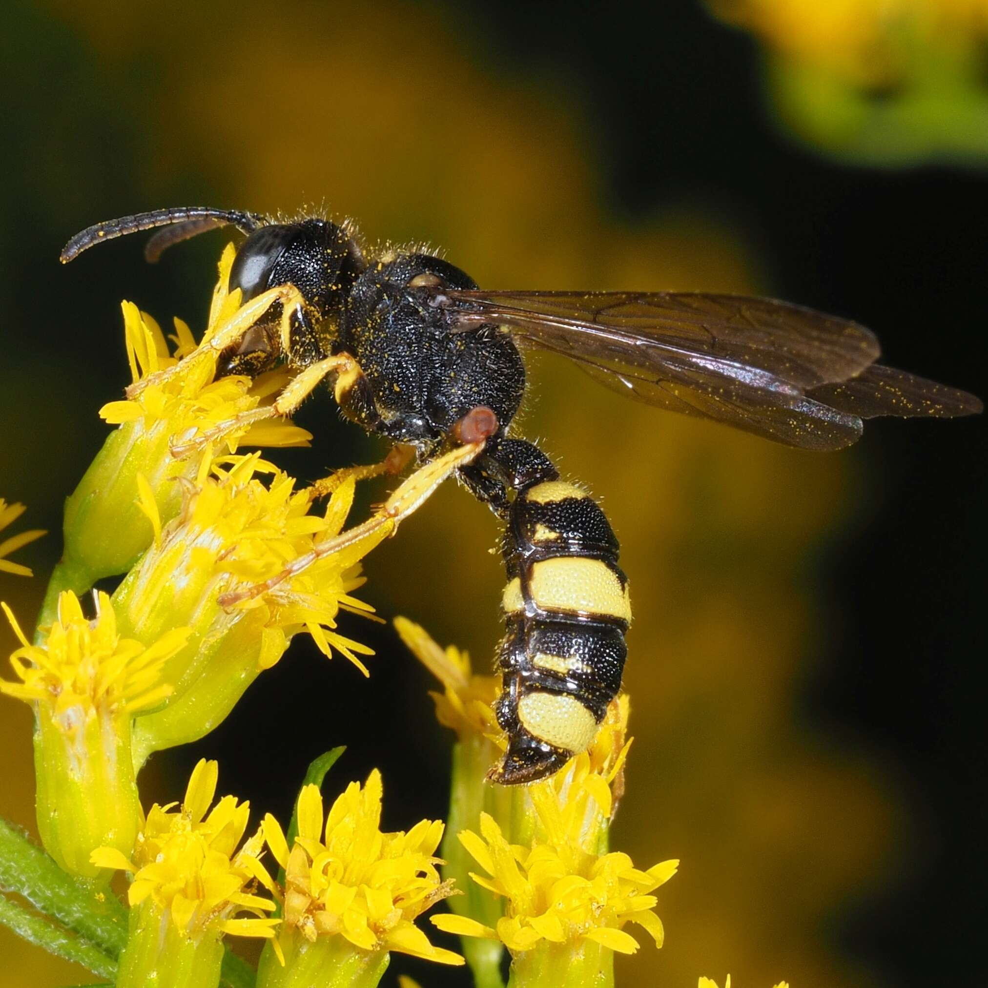 Imagem de Cerceris rybyensis (Linnaeus 1771)