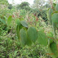 Слика од Miconia aeruginosa Naud.