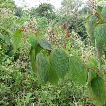 Слика од Miconia aeruginosa Naud.