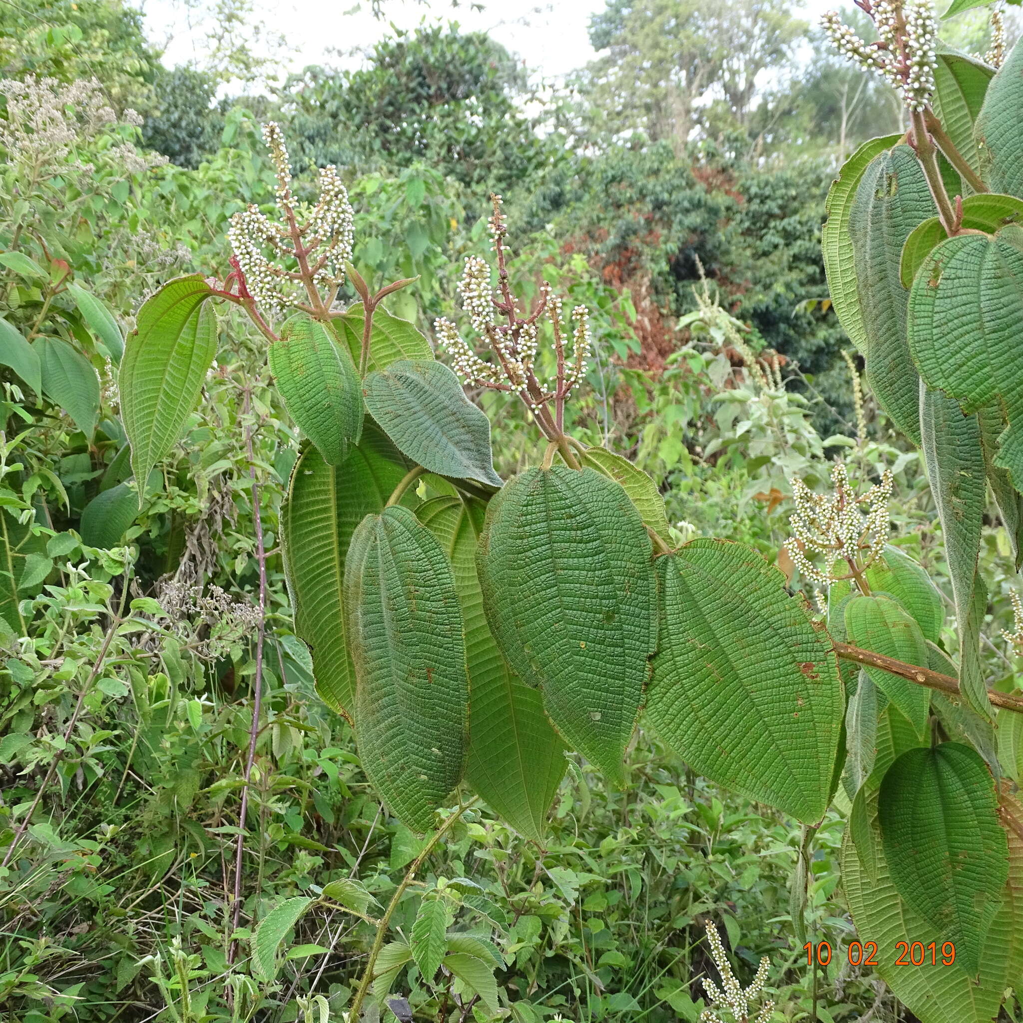 Слика од Miconia aeruginosa Naud.