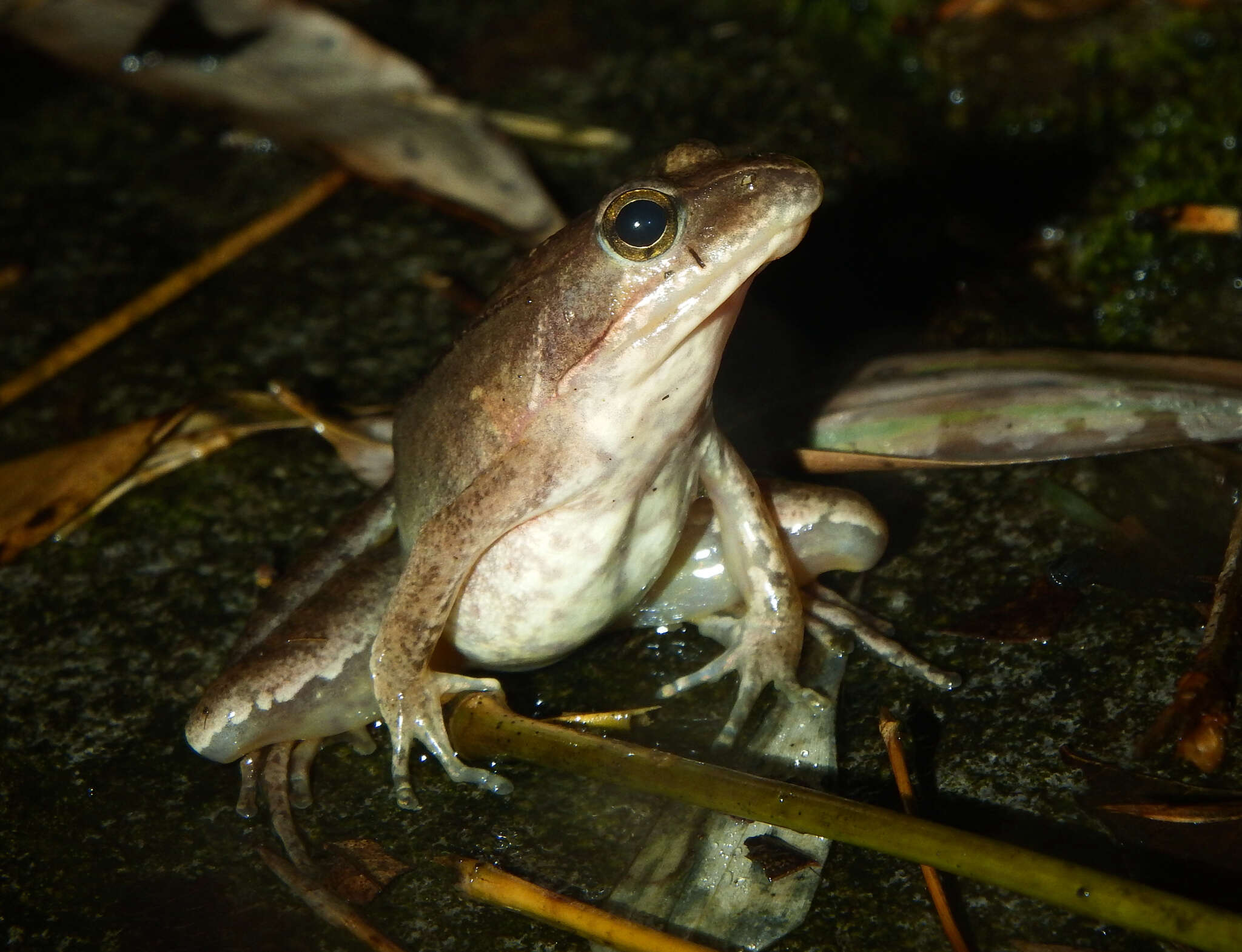 Image de Rana jiulingensis