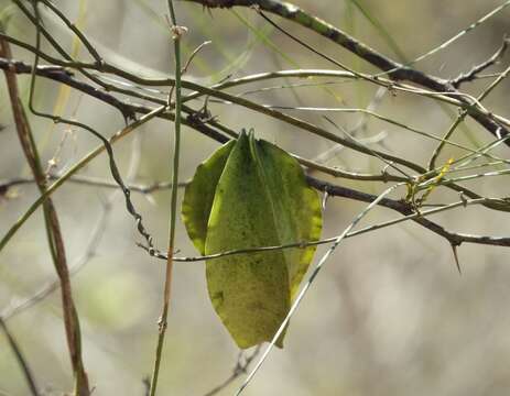 Image of Gonolobus naturalistae