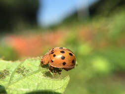 Image of Mexican bean beetle