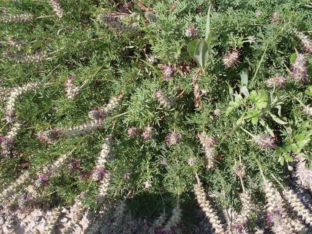 Image of Comanche Peak prairie clover