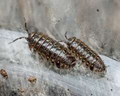 Imagem de Armadillidium pictum Brandt 1833