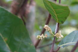 Image of Trophis scandens subsp. scandens