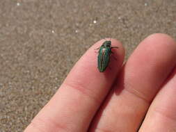 Image of Buprestis striata Fabricius 1775
